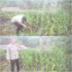 Polri Hadir Lahan Pertanian, Jagung Pipil di Bukit Kapur Tunjukkan Pertumbuhan Optimal