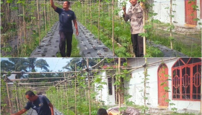Dari Lahan Mati Menjadi Kebun Produktif, Bhabinkamtibmas dan Petani Bukit Kapur Wujudkan Ketahanan Pangan