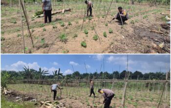 Balik Kebun Sederhana , Ada Upaya Besar Menjaga Ketahanan Pangan Nasional