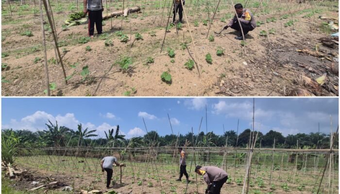 Balik Kebun Sederhana , Ada Upaya Besar Menjaga Ketahanan Pangan Nasional