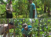 Lahan Sempit, Hasil Besar Bhabinkamtibmas Bumi Ayu Dampingi Petani Wujudkan Ketahanan Pangan dari Pekarangan Rumah
