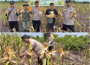 Panen 1,2 Ton Jagung di Sungai Sembilan, Bukti Ketahanan Pangan Bukan Sekadar Wacana
