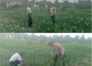 BHABINKAMTIBMAS MEKAR SARI PASTIKAN TANAMAN JAGUNG WARGA TUMBUH OPTIMAL, PERKUAT KETAHANAN PANGAN NASIONAL