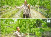 Bukan Sekadar Jaga Kamtibmas, Bhabinkamtibmas Bukit Kapur Kawal Ketahanan Pangan hingga Pastikan Panen Warga Berhasil