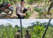 Bhabinkamtibmas Kawal Ketahanan Pangan Nasional, Kebun Kacang Panjang Sidodadi Jadi Bukti Nyata Produktivitas Masyarakat