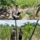 Bhabinkamtibmas Kawal Ketahanan Pangan Nasional, Kebun Kacang Panjang Sidodadi Jadi Bukti Nyata Produktivitas Masyarakat