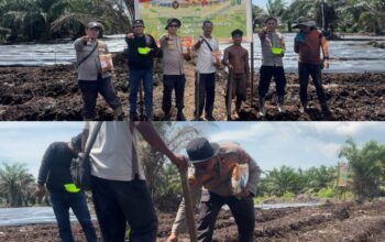 Polsek Sungai Sembilan Bergerak Nyata, Tanam Jagung 2 Hektare untuk Ketahanan Pangan Nasional