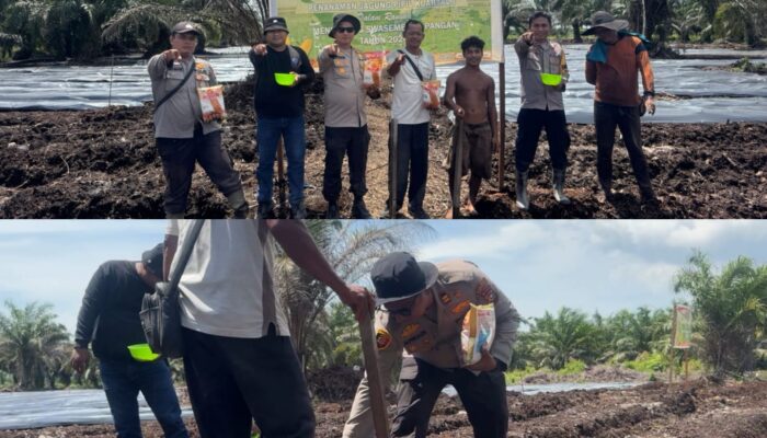 Polsek Sungai Sembilan Bergerak Nyata, Tanam Jagung 2 Hektare untuk Ketahanan Pangan Nasional