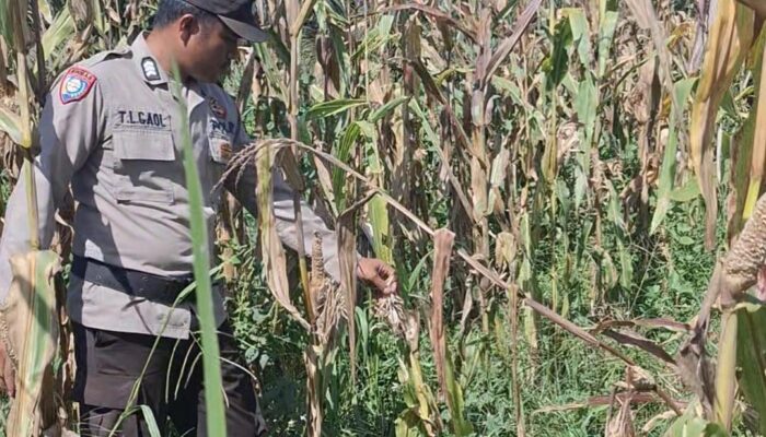 Bentuk Komitmen Mendukung Ketahanan Pangan Nasional, Polsek Batu Hampar Cek Tanaman Jagung Kwartal I di PT Sindora Seraya