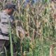 Bentuk Komitmen Mendukung Ketahanan Pangan Nasional, Polsek Batu Hampar Cek Tanaman Jagung Kwartal I di PT Sindora Seraya