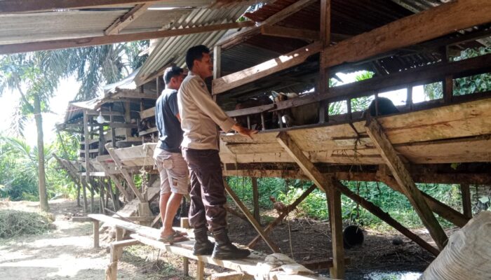 Bhabinkamtibmas Desa Batu Ampar Dorong Ketahanan Pangan Melalui Peternakan Kambing Warga