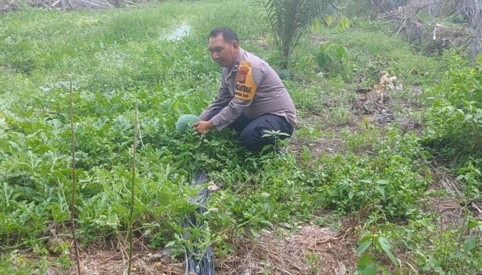 Bhabinkamtibmas Kampung Baru Dampingi Petani Semangka, Perkuat Ketahanan Pangan