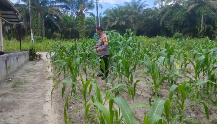 Bhabinkamtibmas Kampung Baru Kawal Ketahanan Pangan, Pastikan Tanaman Jagung Warga Tumbuh Optimal
