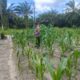 Bhabinkamtibmas Kampung Baru Kawal Ketahanan Pangan, Pastikan Tanaman Jagung Warga Tumbuh Optimal