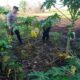 Lahan Tidur Disulap Jadi Kebun Produktif, Bhabinkamtibmas dan Petani Bersinergi Wujudkan Ketahanan Pangan