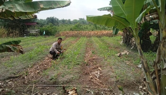 Personil polsek TPTM lakukan monitoring dan peninjauan lahan jagung pipil di wilayah hukum Polsek TPTM