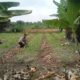 Personil polsek TPTM lakukan monitoring dan peninjauan lahan jagung pipil di wilayah hukum Polsek TPTM
