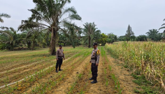 Perkuat Swasembada Pangan, Polsek Bagan Sinembah Lakukan Pengecekan Rutin Tanaman Jagung