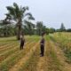 Perkuat Swasembada Pangan, Polsek Bagan Sinembah Lakukan Pengecekan Rutin Tanaman Jagung