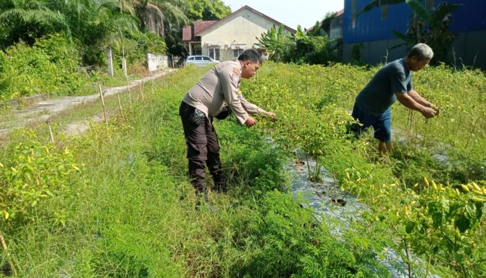 Lahan Cabai Dumai Barat Jadi Sorotan, Bhabinkamtibmas Temukan Hasil Menggembirakan