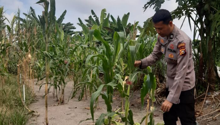 Dukung Ketahanan Pangan, Polisi Amati Kondisi Daun dan Lahan Jagung masyarakat