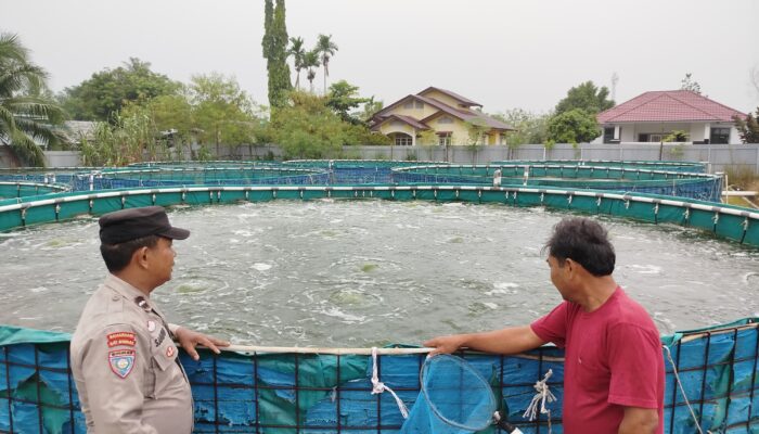 5.000 Meter Persegi Kolam Ikan Nila Dumai Selatan,Bhabinkamtibmas Turun Pastikan Panen Maksimal