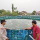 5.000 Meter Persegi Kolam Ikan Nila Dumai Selatan,Bhabinkamtibmas Turun Pastikan Panen Maksimal