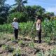Tak Sekadar Jaga Babinkamtibmas, Bripka Edy Suryanto Turun Ke Kebun Jagung Manis Ratu Sima.