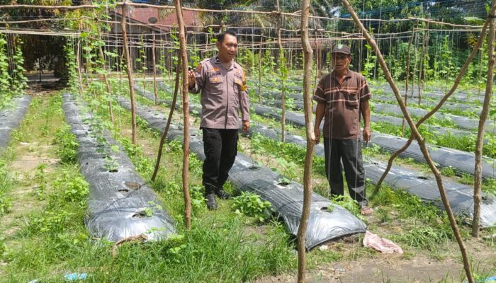 Bhabinkamtibmas Tak Hanya Jaga Kamtibmas, Kawal Ketahanan Pangan hingga ke Kebun Warga