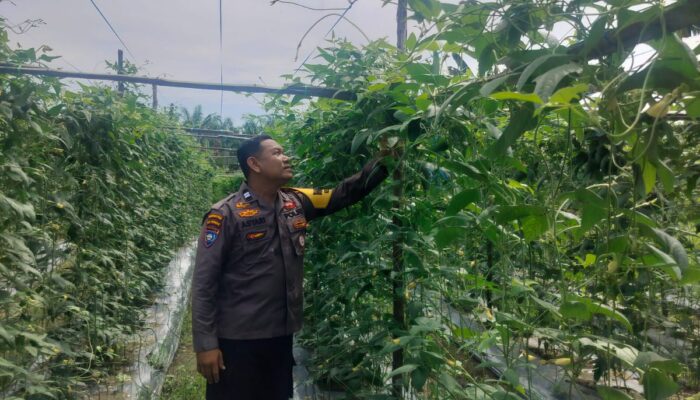 BHABINKAMTIBMAS BUKIT NENAS TURUN LANGSUNG KE LAHAN PANGAN, PASTIKAN KETAHANAN PANGAN NASIONAL.