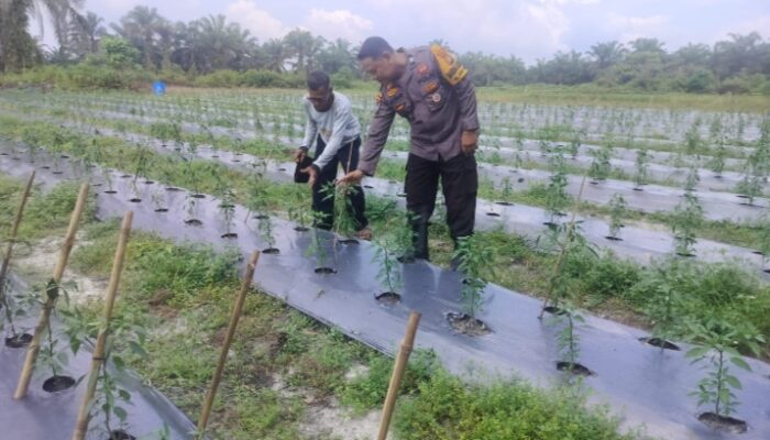 Bhabinkamtibmas Bukit Nenas Pastikan Tanaman Dukung Ketahanan Pangan Nasional