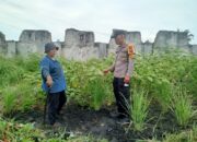 Tak Sekadar Jaga Bhabinkamtibmas Bukit Kapur Turun ke Kebun Lahan Sempit Jadi Bukti Ketahanan Pangan.
