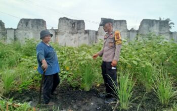 Tak Sekadar Jaga Bhabinkamtibmas Bukit Kapur Turun ke Kebun Lahan Sempit Jadi Bukti Ketahanan Pangan.