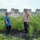 Tak Sekadar Jaga Bhabinkamtibmas Bukit Kapur Turun ke Kebun Lahan Sempit Jadi Bukti Ketahanan Pangan.