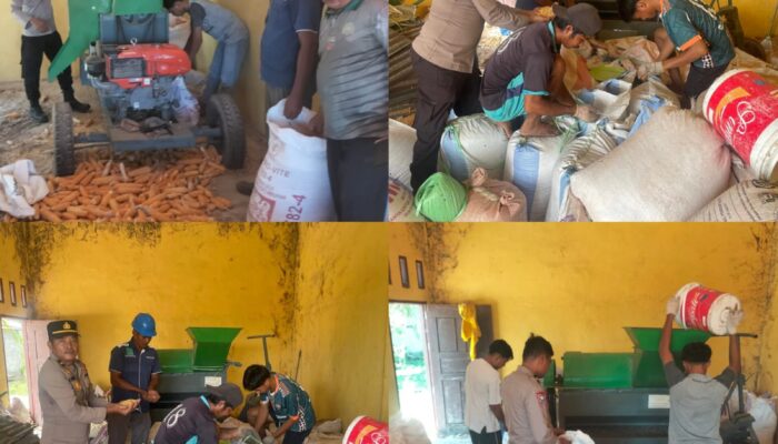 WUJUDKAN KETAHANAN PANGAN KELOMPOK TANI PT. PSA DAN POLSEK TAMBUSAI LAKUKAN PANEN JAGUNG