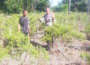 Bhabinkamtibmas Bukit Kapur Pantau Lahan Cabai, Perkuat Ketahanan Pangan Nasional