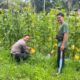 Bhabinkamtibmas Bukit Datuk Intensif Dampingi Petani, Kebun Melon Jadi Penguat Ketahanan Pangan Nasional