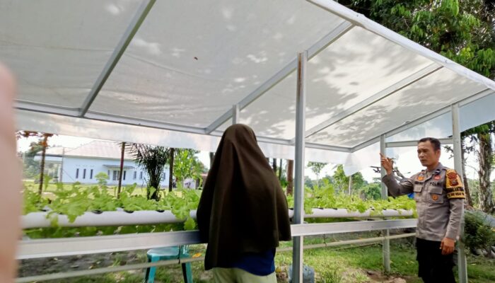 Bhabinkamtibmas Bukit Kapur Dampingi Petani, Lahan Tidur Disulap Jadi Pekarangan Pangan Produktif