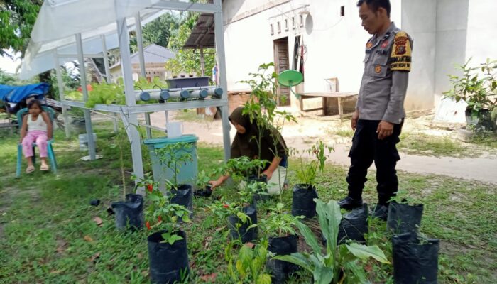 Bhabinkamtibmas Polsek Bukit Kapur Intensif Dampingi Warga Wujudkan Pekarangan Pangan Bergizi