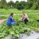 Dari Lahan Pekarangan ke Ketahanan Pangan, Bhabinkamtibmas Dampingi Petani  Bukit Timah Raih Panen Maksimal