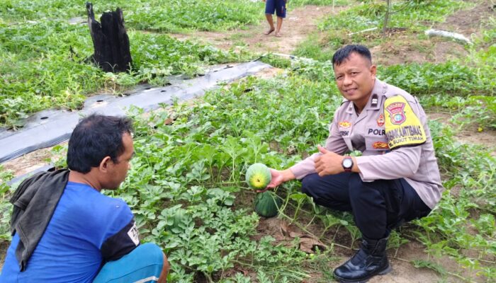 Polres Dumai Dukung Ketahanan Pangan Nasional, Bhabinkamtibmas Bukit Timah Tinjau Kebun Semangka