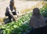 Bhabinkamtibmas Turun Pekarangan Sederhana Tersimpan Besar Ketahanan Pangan Nasional