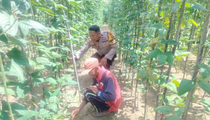 Bhabinkamtibmas Bukit Nenas Kawal Ketahanan Pangan, Kebun Kacang Panjang Warga Tumbuh Subur