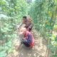 Bhabinkamtibmas Bukit Nenas Kawal Ketahanan Pangan, Kebun Kacang Panjang Warga Tumbuh Subur