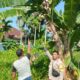 Bhabinkamtibmas Ke Kebun Pisang Warga di Dumai Barat, Ada Misi Besar yang Sedang Dikawal