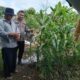 Bukan Sekadar Jaga Kamtibmas, IPDA Abdul Karim Turun ke Lahan Jagung Kawal Ketahanan Pangan Nasional