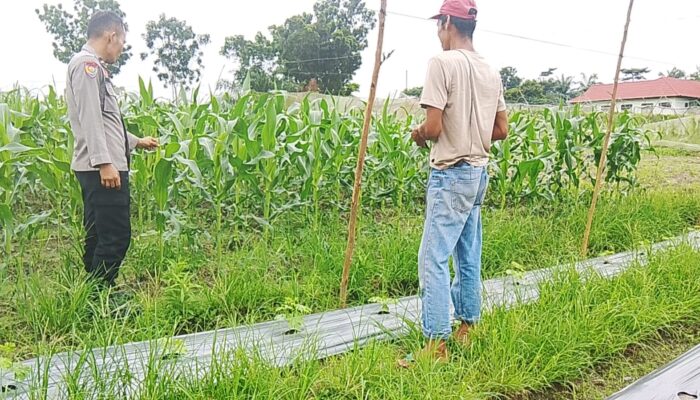 Bhabinkamtibmas Kawal Ketahanan Pangan, Jagung Manis Warga Bagan Besar Timur Tumbuh Subur