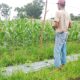 Bhabinkamtibmas Kawal Ketahanan Pangan, Jagung Manis Warga Bagan Besar Timur Tumbuh Subur