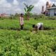 Bhabinkamtibmas Bukit Datuk Kawal Ketahanan Pangan, Ubah Lahan Tidur Menjadi Produktif