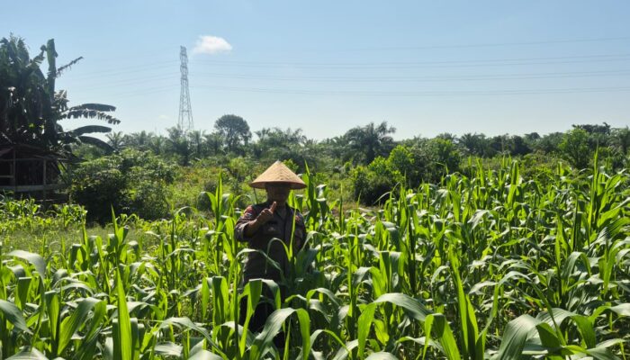 Personil Polsek TPTM lakukan peninjauan lahan jagung pipil diwilayah hukum Polsek TPTM